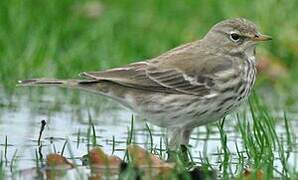 Water Pipit