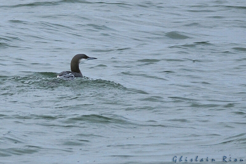 Plongeon arctique