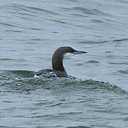 Plongeon arctique