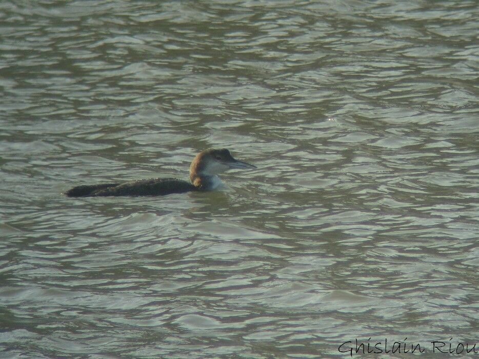 Common Loon