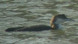 Common Loon