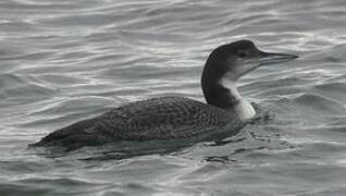 Common Loon