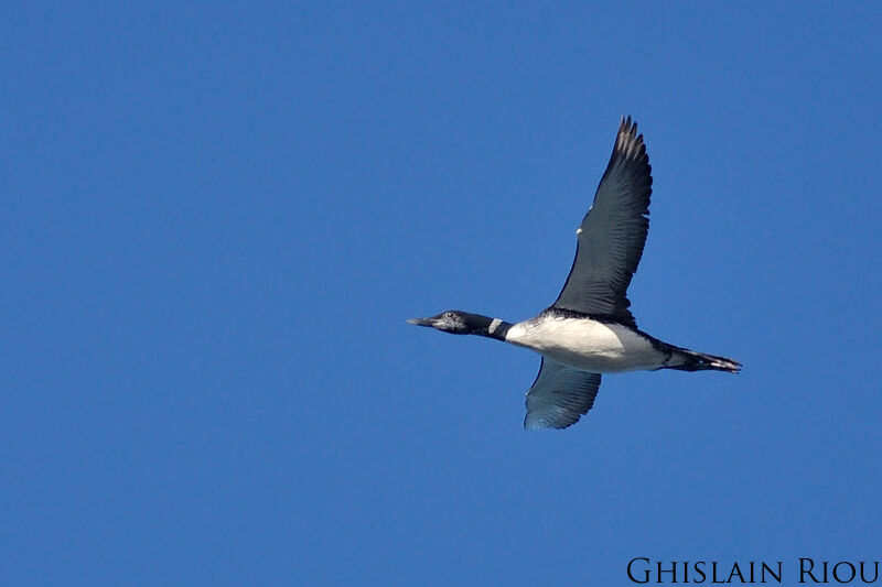 Common Loon