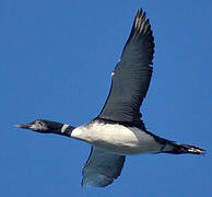 Common Loon