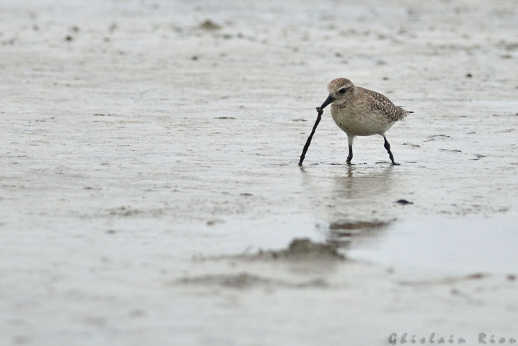 Grey Plover