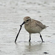 Grey Plover