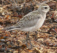 American Golden Plover