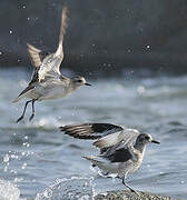 American Golden Plover