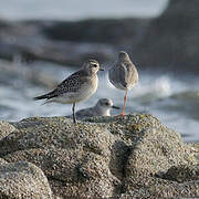 American Golden Plover