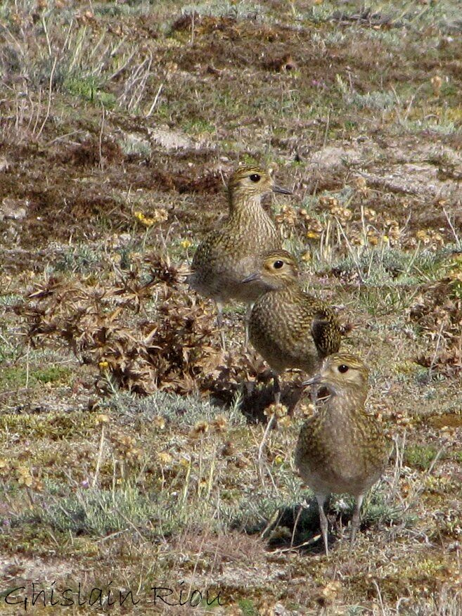 European Golden Plover