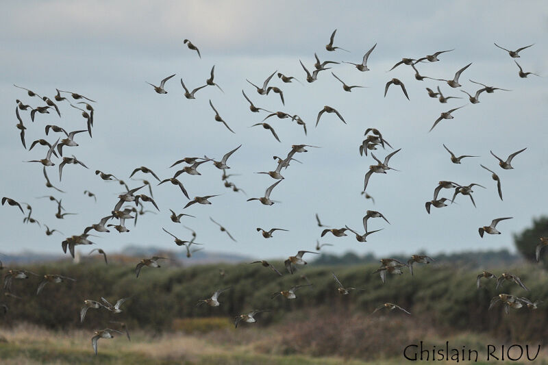 European Golden Plover