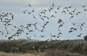 European Golden Plover