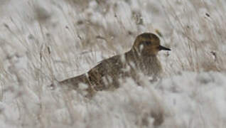 European Golden Plover