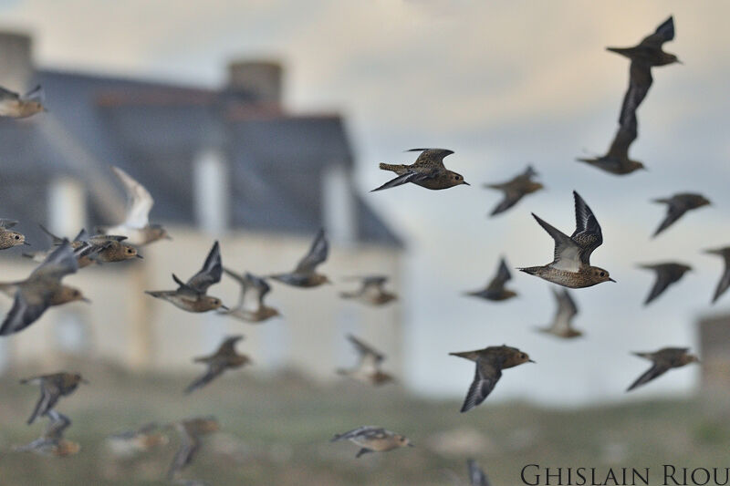 European Golden Plover