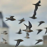 European Golden Plover