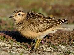 Eurasian Dotterel