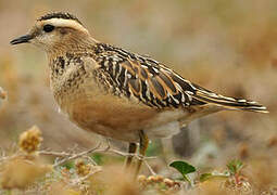 Eurasian Dotterel