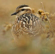 Eurasian Dotterel