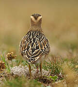 Eurasian Dotterel