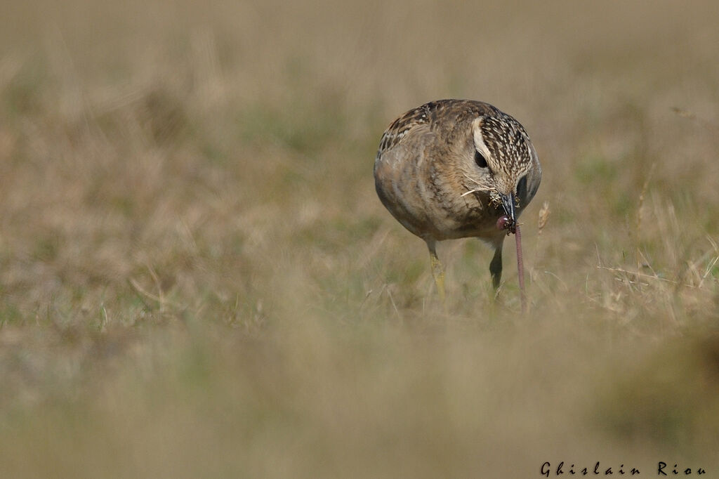 Eurasian DotterelFirst year, eats