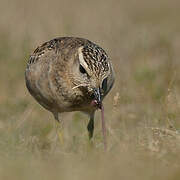 Eurasian Dotterel