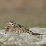 Eurasian Dotterel