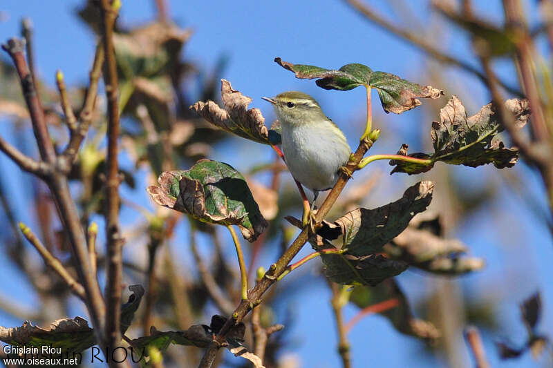 Yellow-browed Warbler, habitat, pigmentation, Behaviour