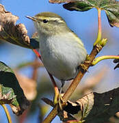 Yellow-browed Warbler