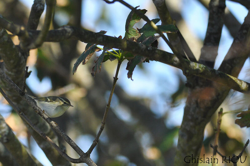 Yellow-browed Warbler