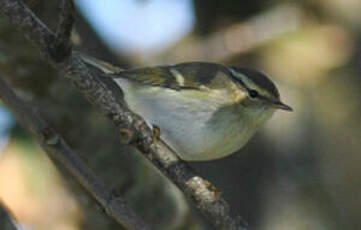 Pouillot à grands sourcils