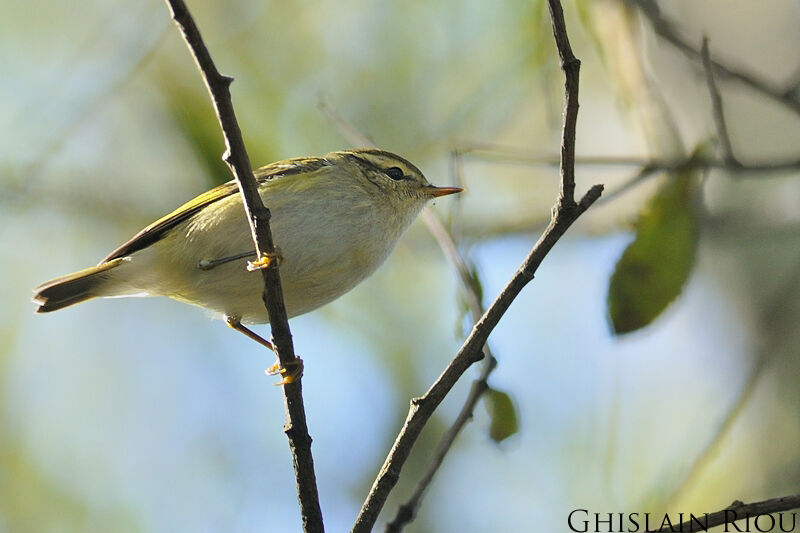 Yellow-browed Warbler