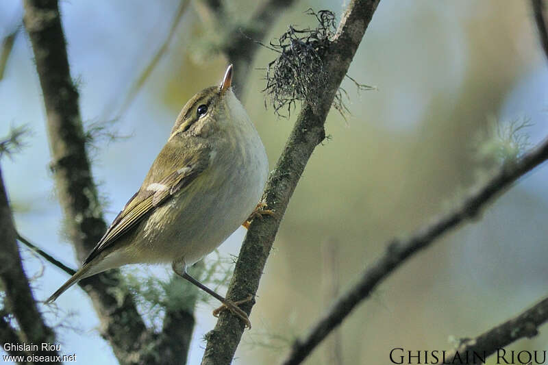 Yellow-browed Warbler, Behaviour