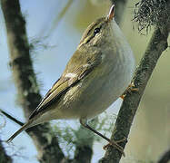 Yellow-browed Warbler