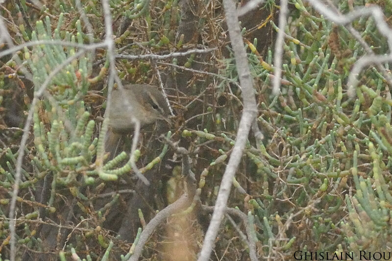 Dusky Warbler