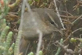 Dusky Warbler