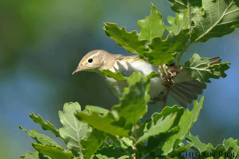 Western Bonelli's Warbler