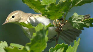 Western Bonelli's Warbler