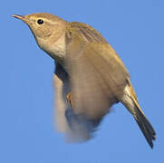 Western Bonelli's Warbler