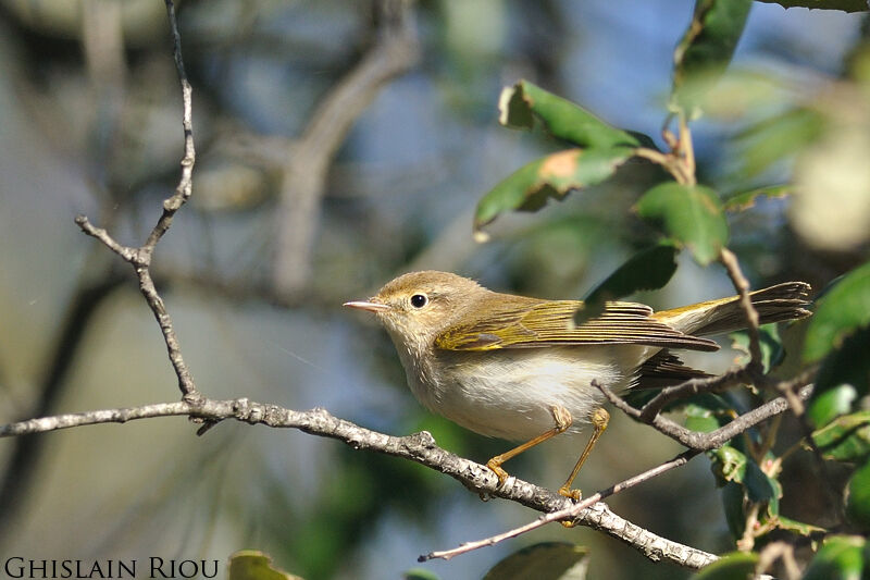 Western Bonelli's Warbler