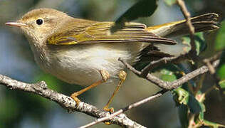 Western Bonelli's Warbler