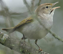 Western Bonelli's Warbler