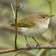 Western Bonelli's Warbler