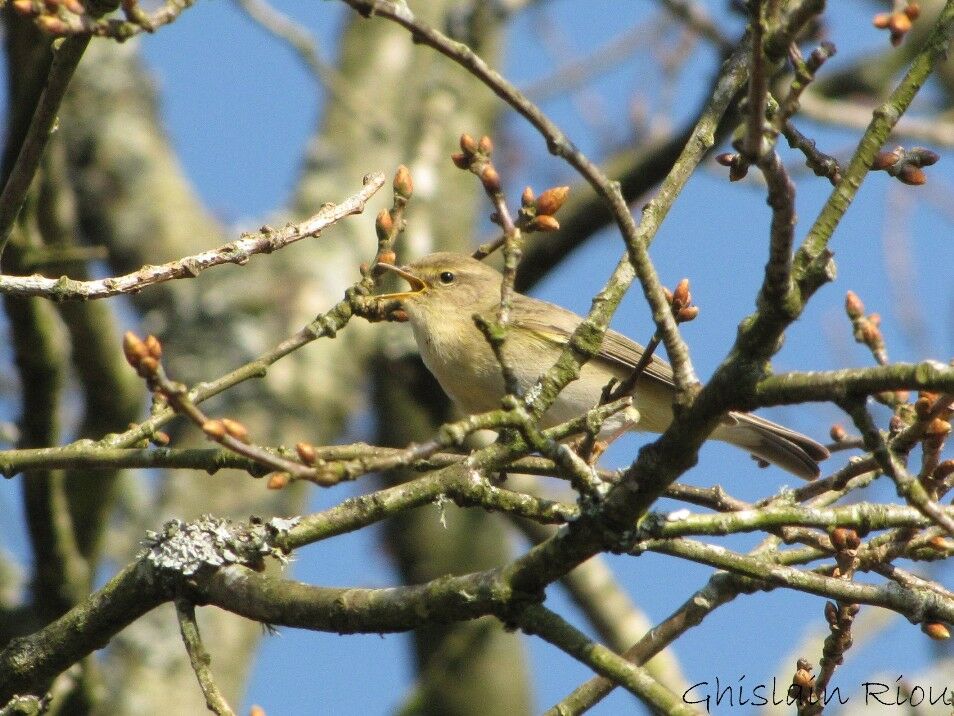 Willow Warbler male adult