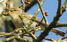 Willow Warbler