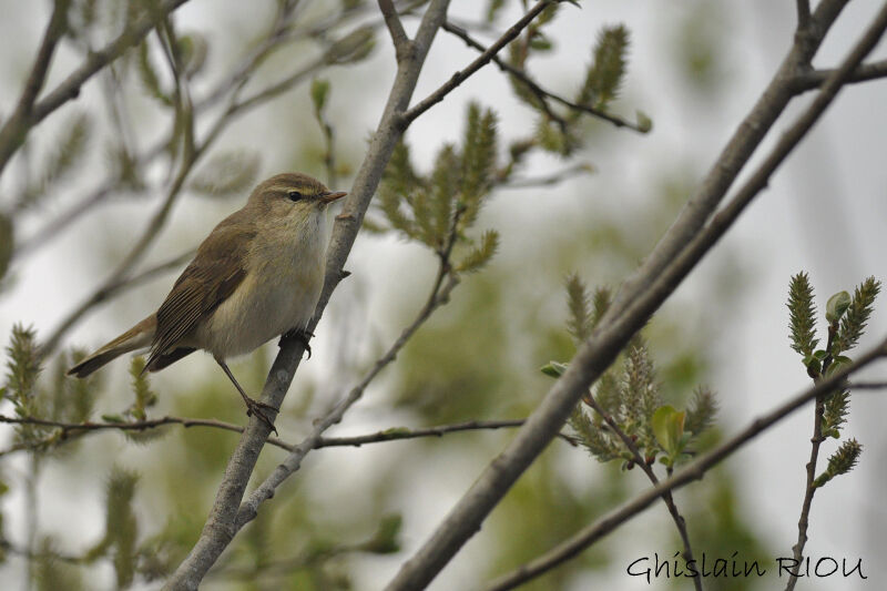 Willow Warbler