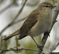 Willow Warbler