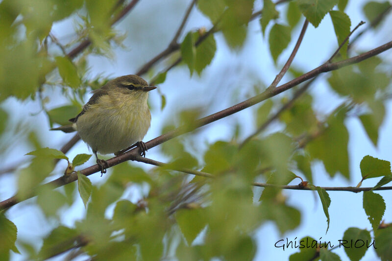 Willow Warbler