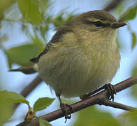 Willow Warbler