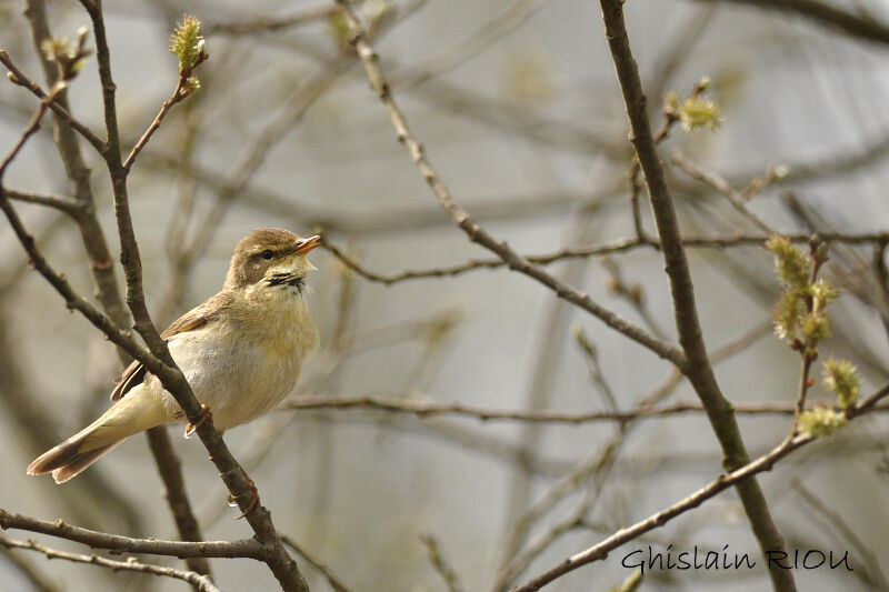 Willow Warbler