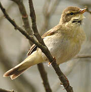 Willow Warbler